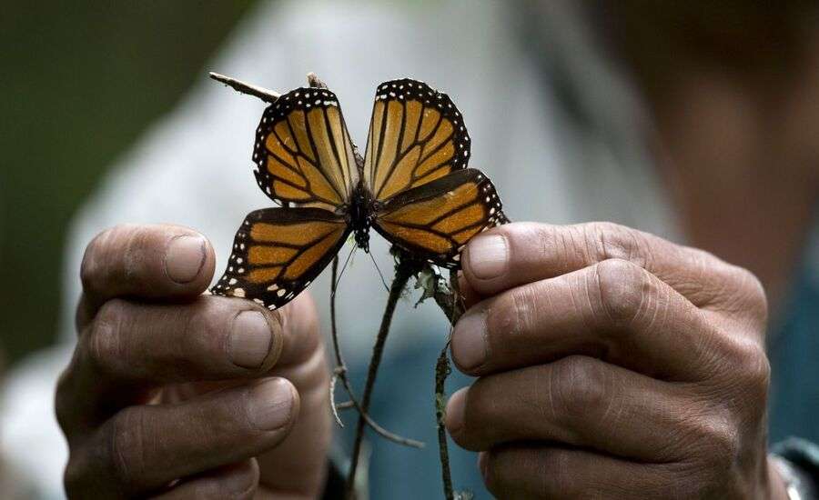 бабочка в руках