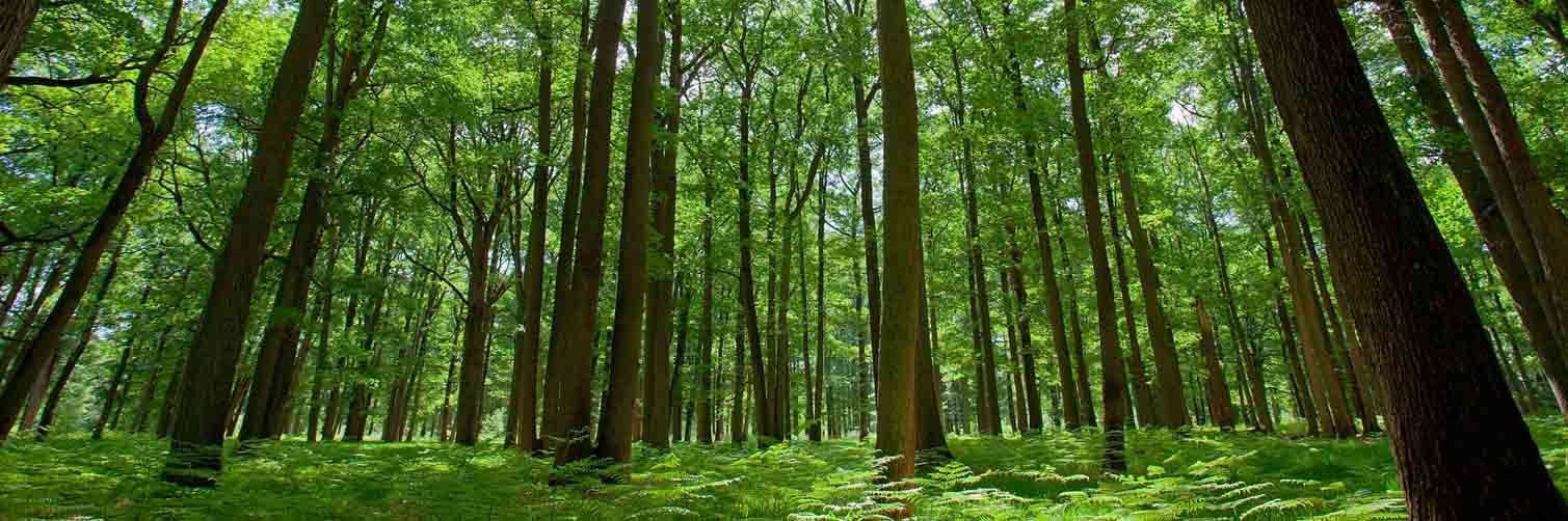 Інвестування в дерева: світові компанії відновлюють ліси - icoola.ua - фото